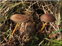 Bitterer Kiefern-Zapfenrübling - Strobilurus tenacellus 