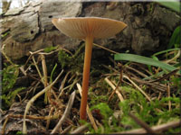 Bitterer Kiefern-Zapfenrbling - Strobilurus tenacellus 