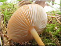Bitterer Kiefern-Zapfenrbling - Strobilurus tenacellus 