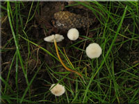 Bitterer Kiefern-Zapfenrbling - Strobilurus tenacellus 
