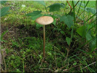 Schleimiger Wurzelrübling - Xerula radicata
