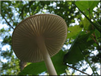 Schleimiger Wurzelrbling - Xerula radicata