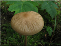 Schleimiger Wurzelrbling - Xerula radicata