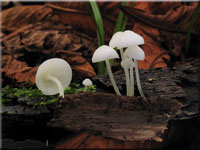 Gipsweißer Scheinhelmling - Hemimycena cucullata