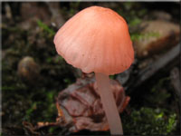 Korallenroter Helmling - Atheniella adonis