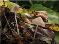 Voreilender Helmling - Mycena abramsii