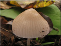 Voreilender Helmling - Mycena abramsii
