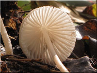 Voreilender Helmling - Mycena abramsii