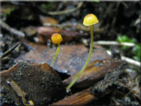 Orangeroter Helmling - Mycena acicula