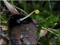 Orangeroter Helmling - Mycena acicula