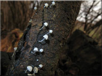 Zarter Helmling - Mycena adscendens