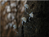 Zarter Helmling - Mycena adscendens