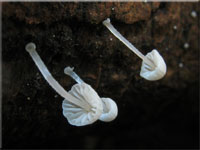 Zarter Helmling - Mycena adscendens
