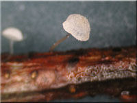 Zarter Helmling - Mycena adscendens
