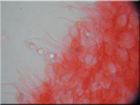 Zarter Helmling - Mycena adscendens