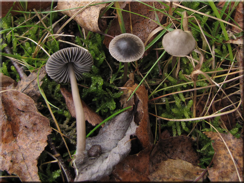 Graublättriger Ruß-Helmling - Mycena aetitis