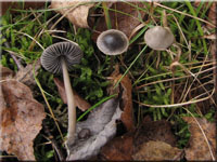 Graublättriger Ruß-Helmling - Mycena aetitis