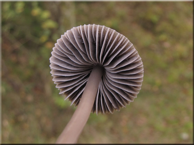Graublättriger Ruß-Helmling - Mycena aetitis