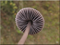 Graublättriger Ruß-Helmling - Mycena aetitis