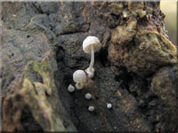 Mycena clavularis