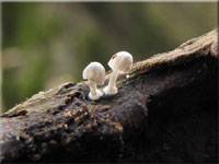 Mycena clavularis