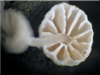 Mycena clavularis