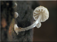 Mycena clavularis