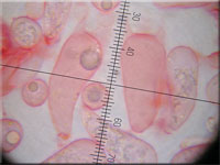 Mycena clavularis