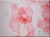 Mycena clavularis