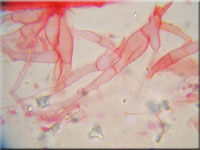 Mycena clavularis