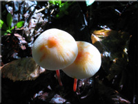 Gelbmilchender Helmling - Mycena crocata