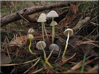 Mycena epipterygia