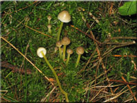 Dehnbarer Helmling - Mycena epipterygia