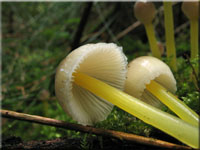 Dehnbarer Helmling - Mycena epipterygia