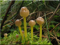 Dehnbarer Helmling - Mycena epipterygia