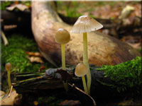 Dehnbarer Helmling - Mycena epipterygia