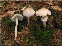 Rosablttriger Helmling - Mycena galericulata