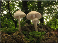 Rosablättriger Helmling - Mycena galericulata