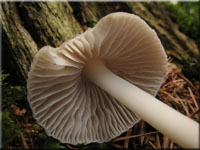 Rosablttriger Helmling - Mycena galericulata