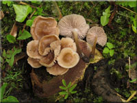 Rosablttriger Helmling - Mycena galericulata