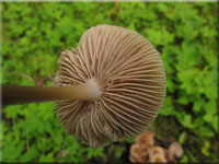 Rosablttriger Helmling - Mycena galericulata