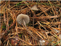Weimilchender Helmling - Mycena galopus
