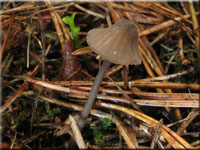 Weißmilchender Helmling - Mycena galopus