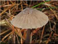 Weimilchender Helmling - Mycena galopus