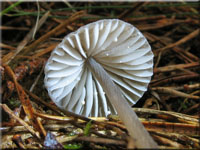 Weimilchender Helmling - Mycena galopus