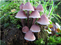 Großer Blut-Helmling - Mycena haematopus