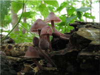 Groer Blut-Helmling - Mycena haematopus