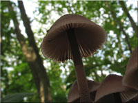 Groer Blut-Helmling - Mycena haematopus