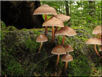 Buntstieliger Helmling - Mycena inclinata
