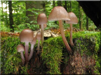 Buntstieliger Helmling - Mycena inclinata